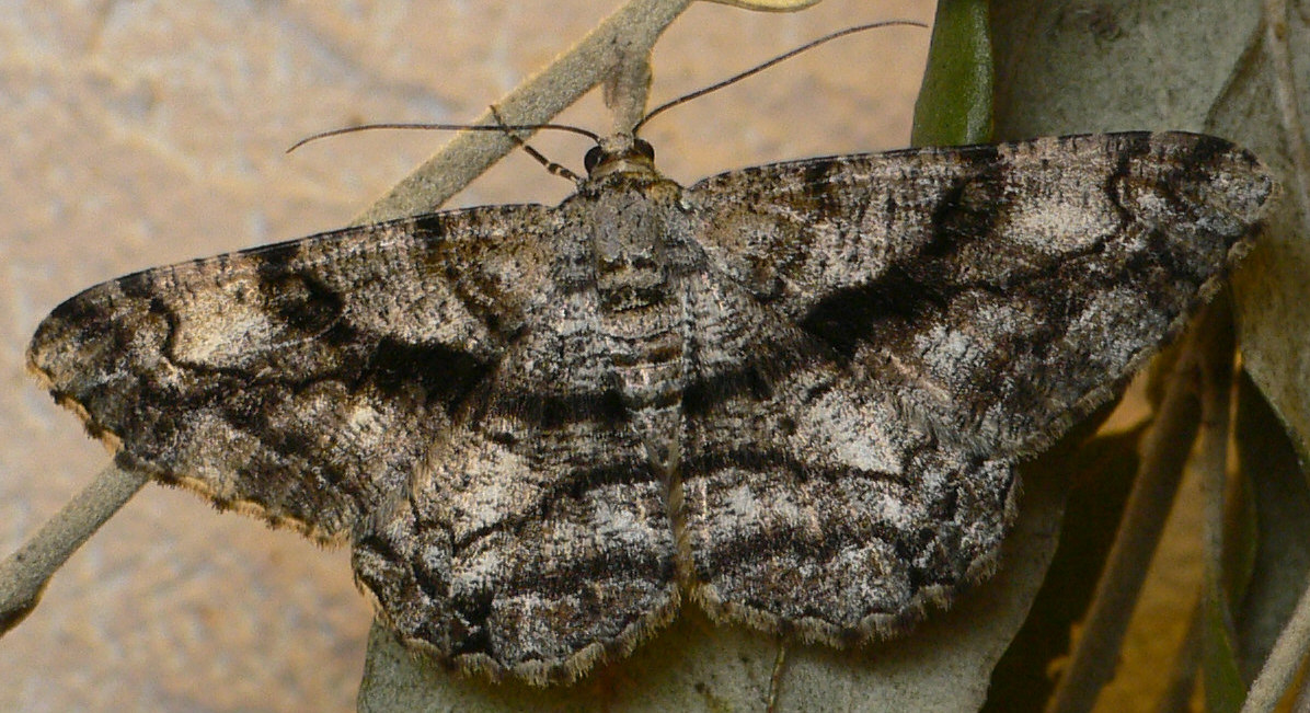 Peribatodes umbraria